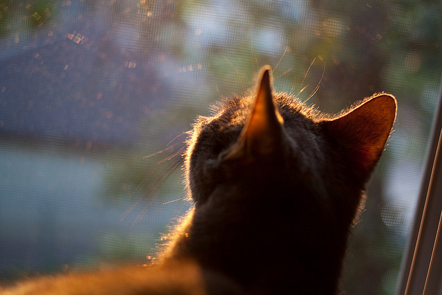 KAIYUNAPP-_三分雨！勇士队创下单场三分球记录_，勇士单场三分球个数