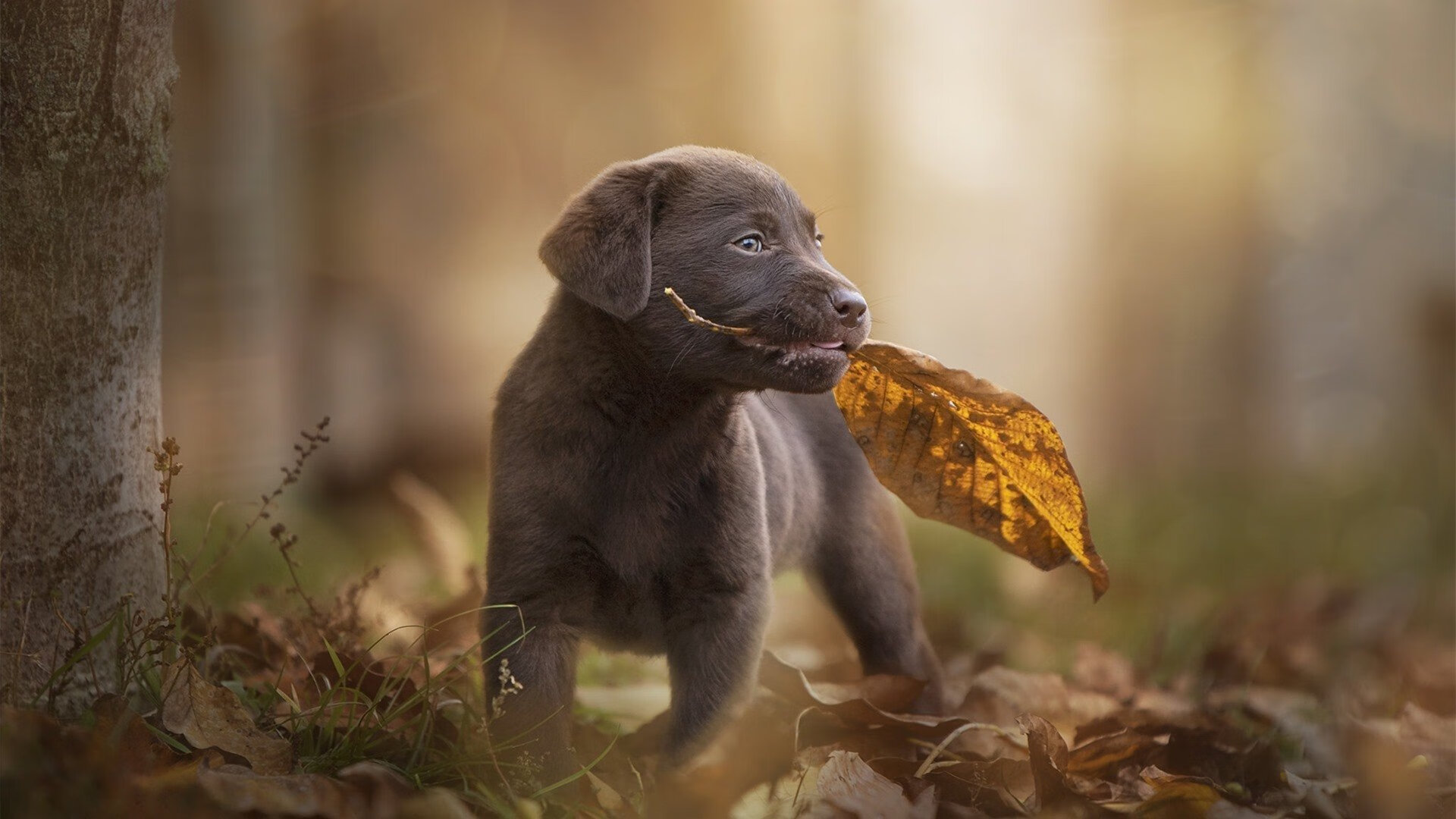 KAIYUNAPP-《中国电竞产业政策发布，推动行业高质量发展》，中国电竞产业发展现状