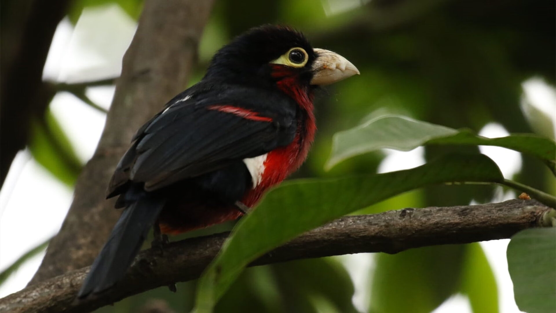 团队协作:北京队多次快攻反击,展现默契配合!,北京队赢了吗