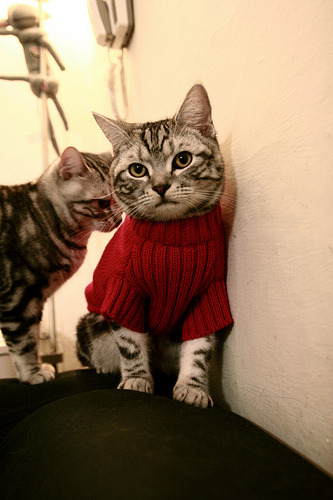 开云平台-普利西奇在英超大放异彩，迎战首战即献助攻，普利西奇转会费