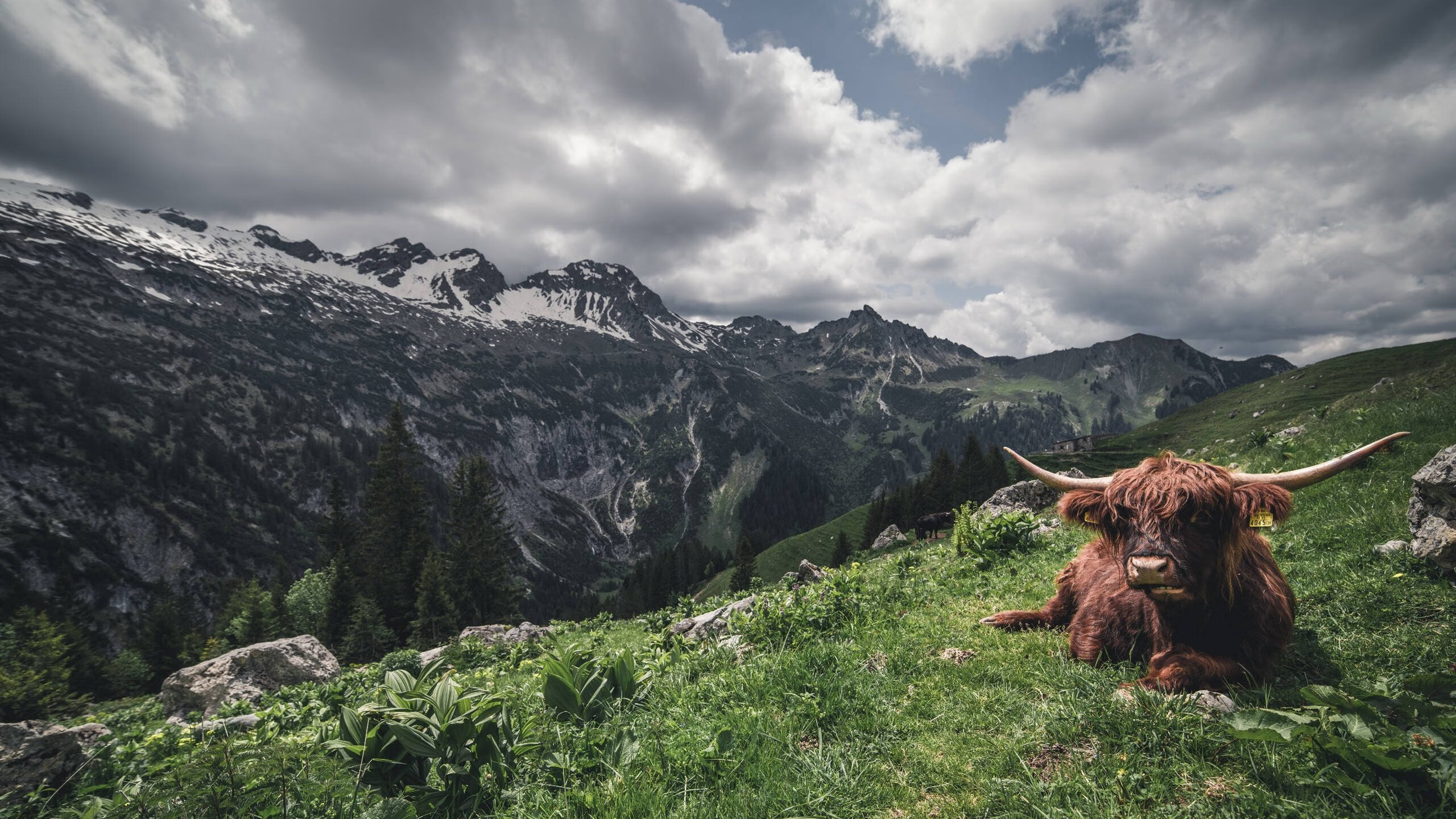 开云官网APP下载-欧冠“荣耀之巅”：冠军是如何炼成的？，荣耀冠军玩什么球队比较好