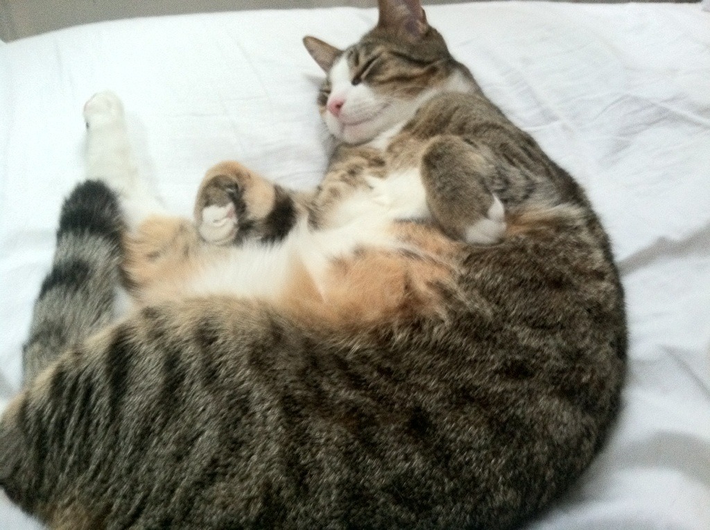 开云·Kaiyun网页版-那不勒斯持续高效，冲击更高排名，那不勒斯怎么样