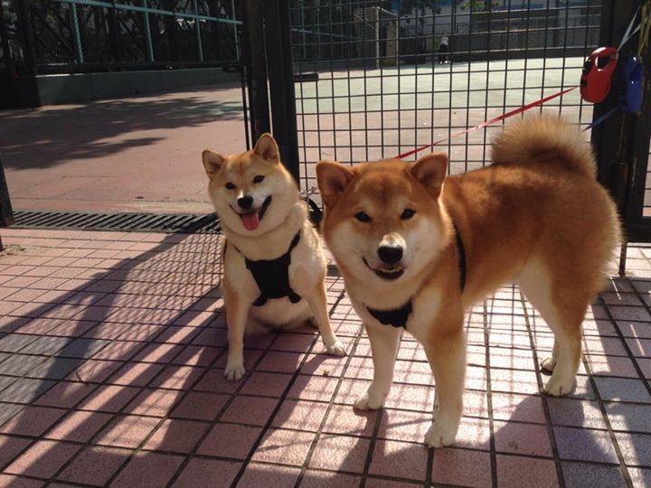 开云网页版登录入口-上海上港战平对手，取得不败战绩，上海上港的比赛