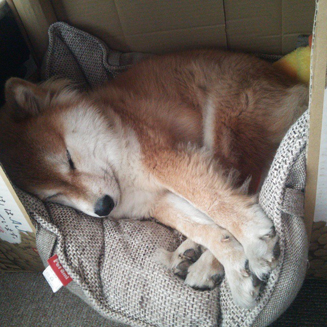 悉尼国王新秀球员表现亮眼,悉尼国王队泰特比赛视频