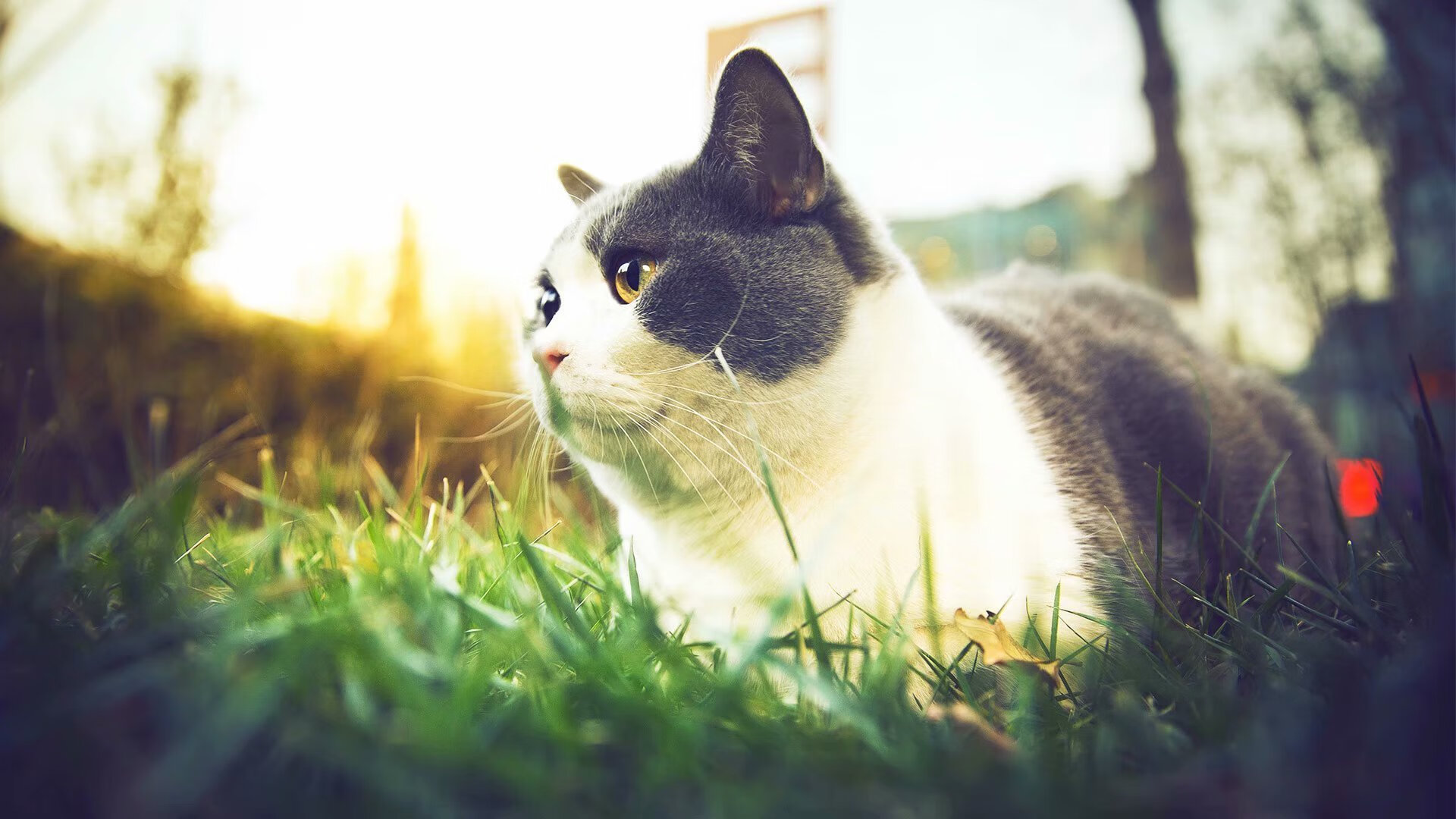 步行者击败太阳，总决赛中哈利伯顿三分雨不断，哈利伯顿 nba