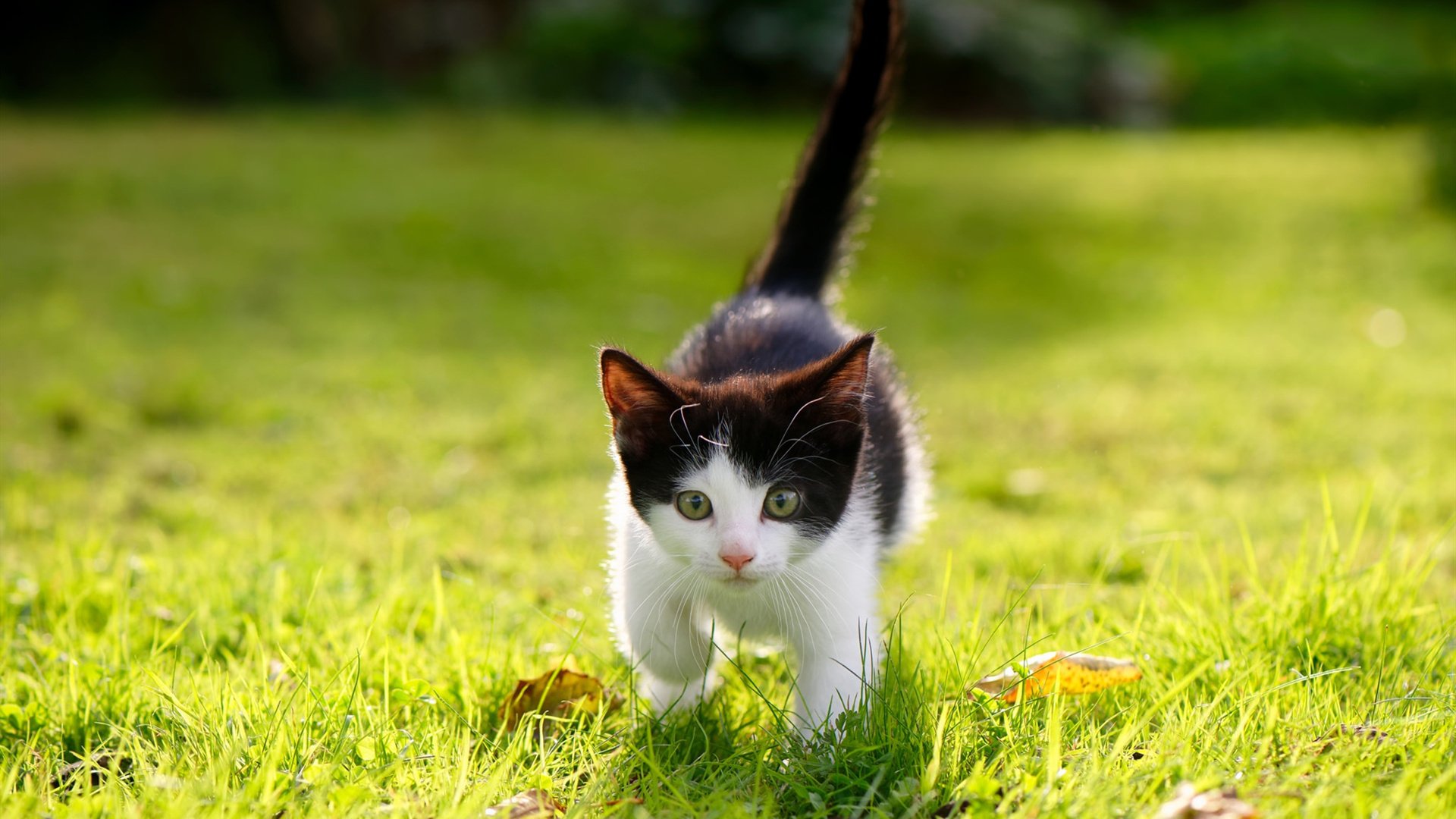 足球豪强再度碰撞,强强对话场面火爆,足球强队取胜的108招操盘