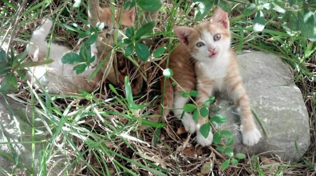 “飞盘竞技:三叉湖赛场成为空中运动爱好者的竞技圣地”