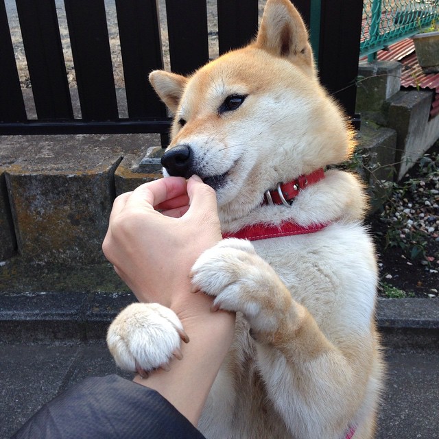 斯图加特后场稳固保护门将不受威胁,斯图加特0607