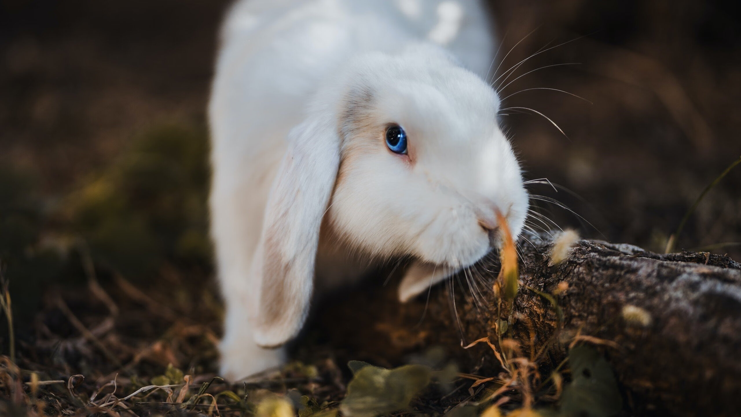 开云网页版登录入口-青训数据跟踪系统建设滞后，青训数据跟踪系统建设滞后怎么办