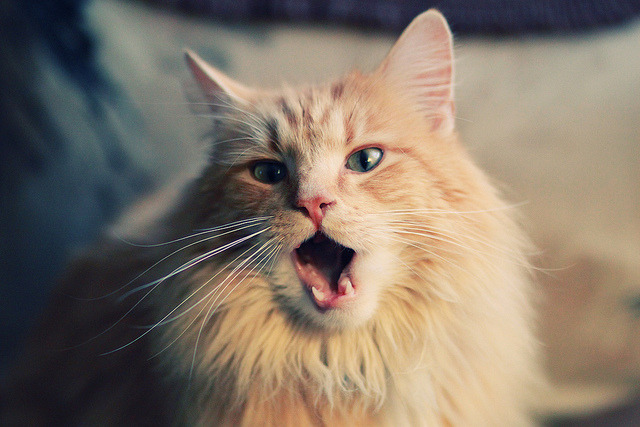 场馆升级改造完成新引入灯光与音响系统提升赛事氛围,场馆建设