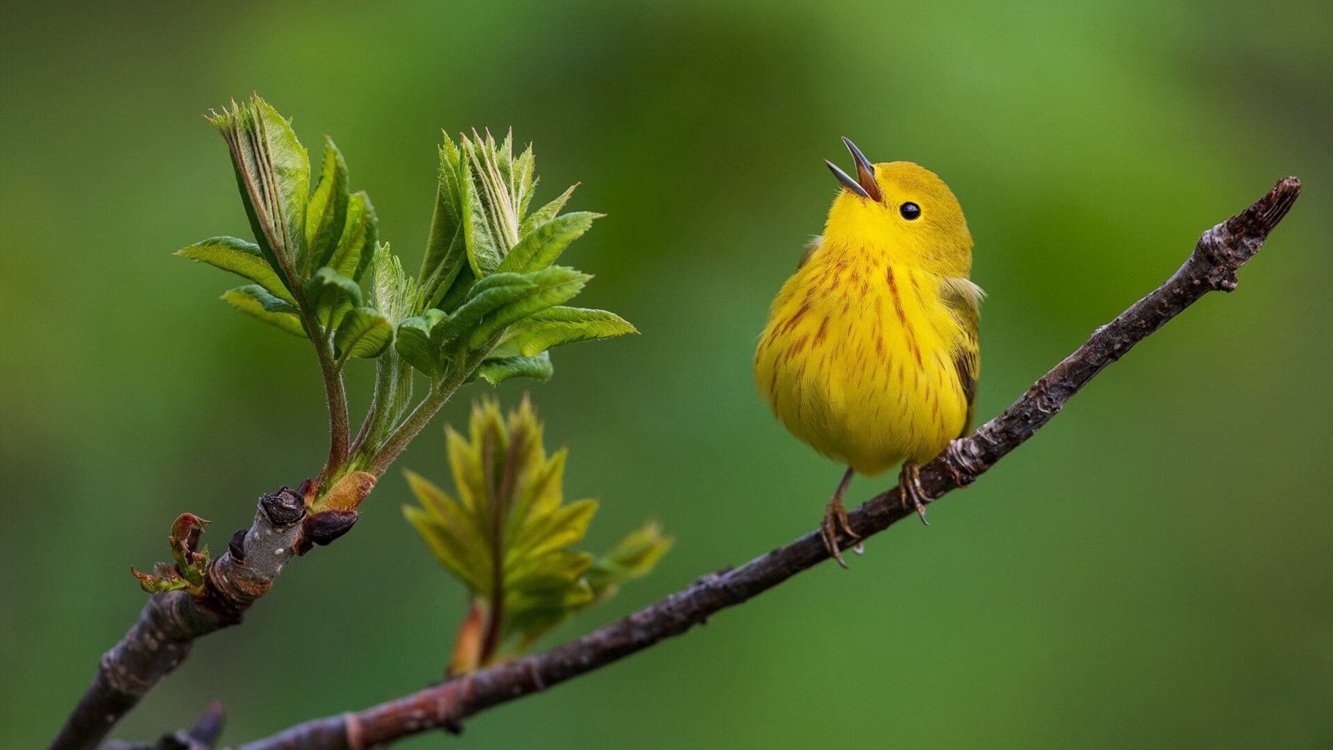 开云网站-奇才引进新主帅战术期望回升，奇才主力队员