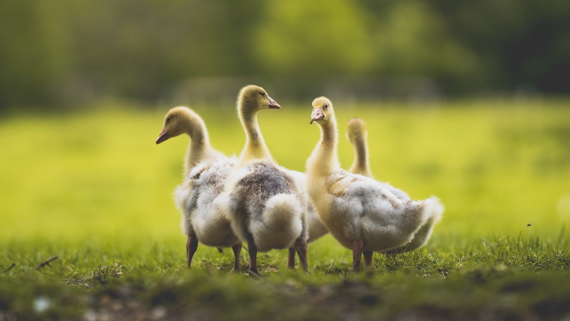 女足选拔营逐步覆盖中西部地区提升人才分布均衡,女足 选人