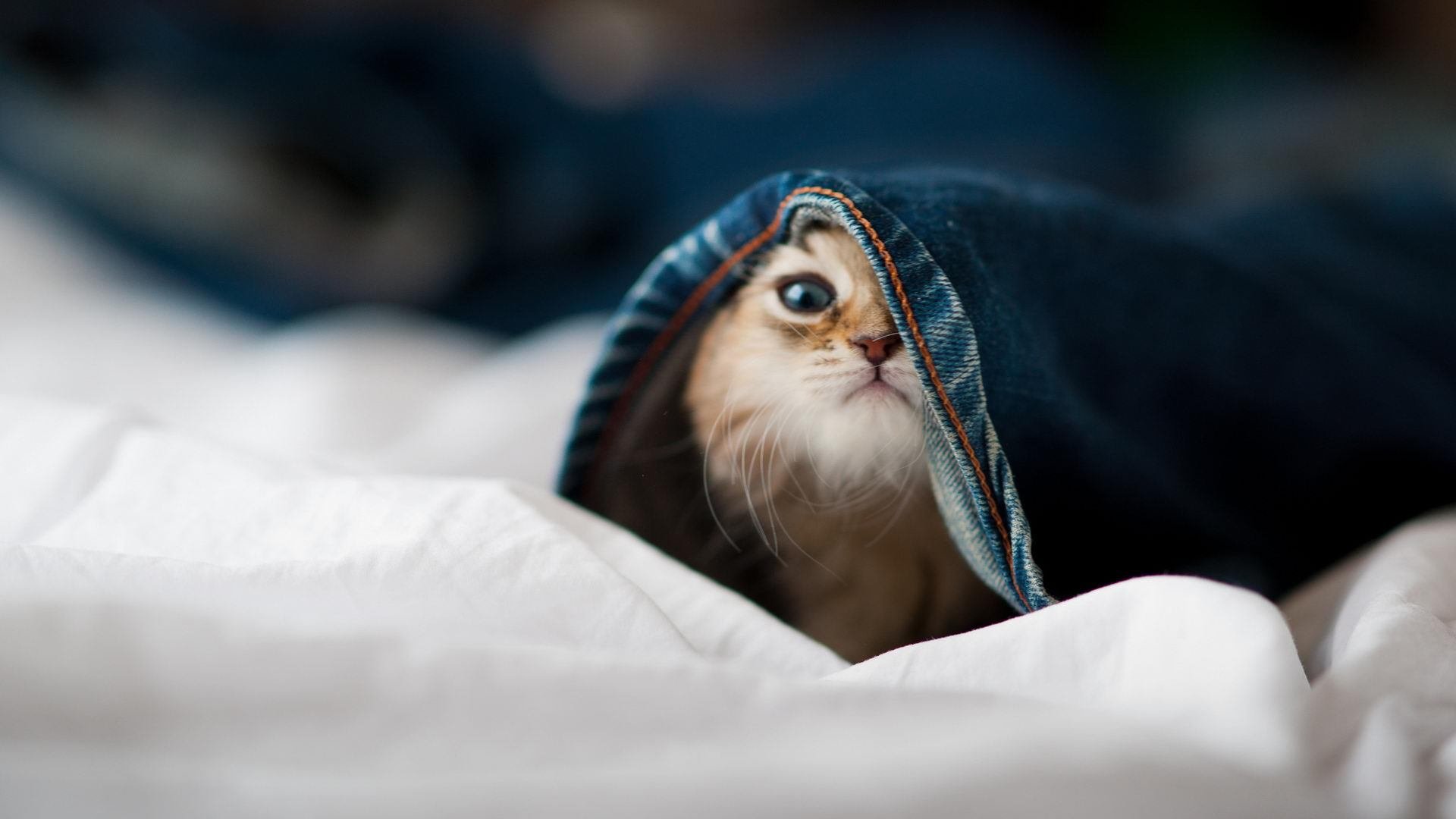 开云官网APP下载-意甲风云再起：高手对决，精彩纷呈，意甲风云再起_高手对决,精彩纷呈在线观看